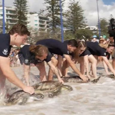 VIDEO: 4 sea turtles rehabilitated, released back into the ocean