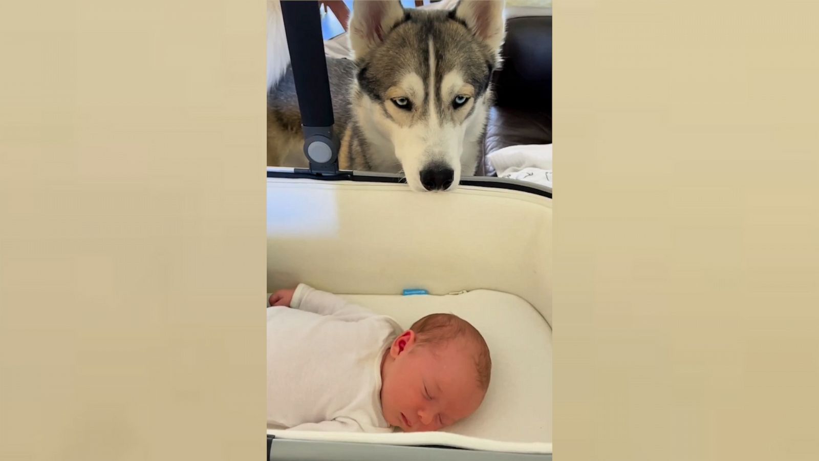 VIDEO: How to introduce your dog to your baby