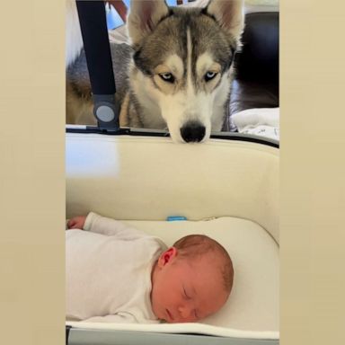 VIDEO: How to introduce your dog to your baby 