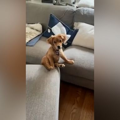 VIDEO: Check out this dog relaxing on a sofa in hilarious position