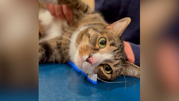 how-to-brush-your-pet-s-teeth-flipboard