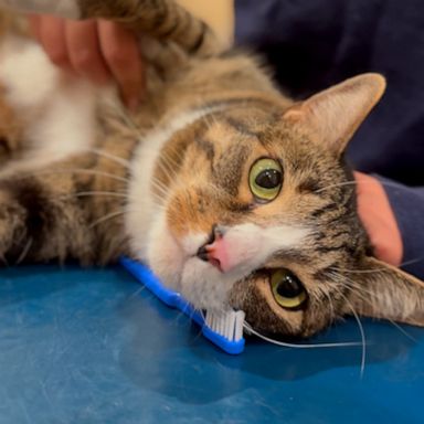 VIDEO: How to brush your pet's teeth