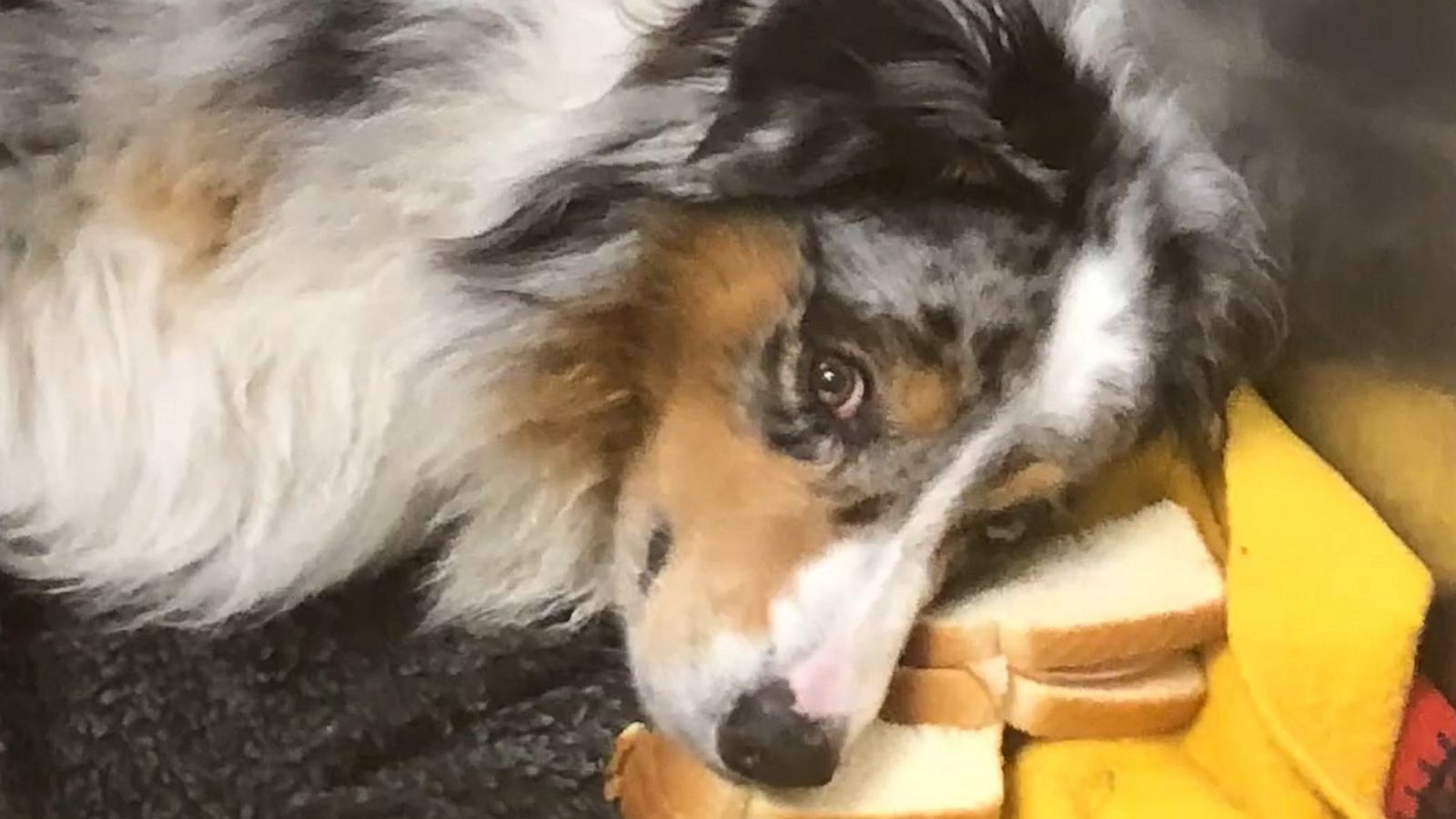 VIDEO: Dog doesn’t want to eat his sandwich so he makes a pillow out of it