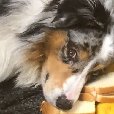 VIDEO: Dog doesn’t want to eat his sandwich so he makes a pillow out of it