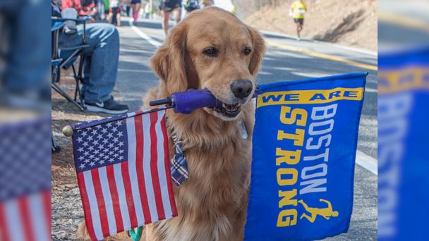 Video Spencer the Boston Marathon dog dies after battle with cancer ...