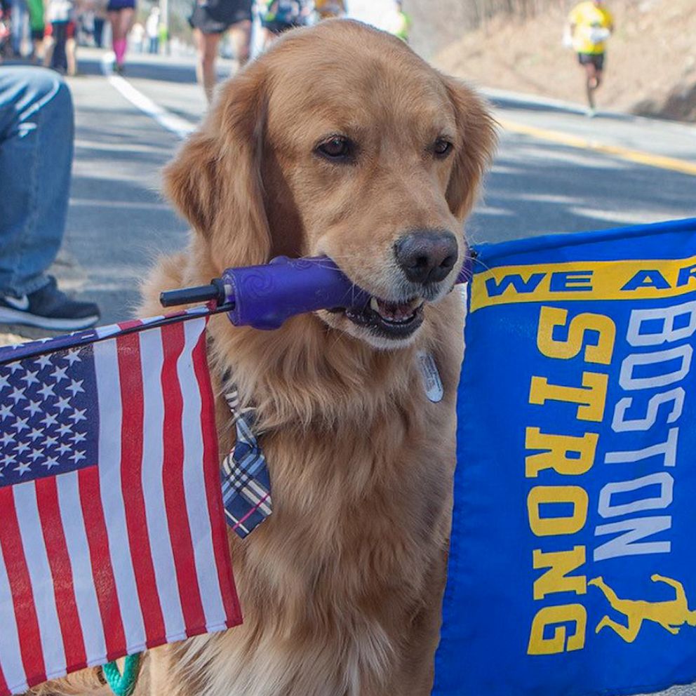Video Spencer the Boston Marathon dog dies after battle with cancer