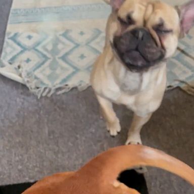 VIDEO: This French bulldog keeps getting whacked in the face by this wagging tail