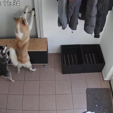 VIDEO: 2 pups make great escape