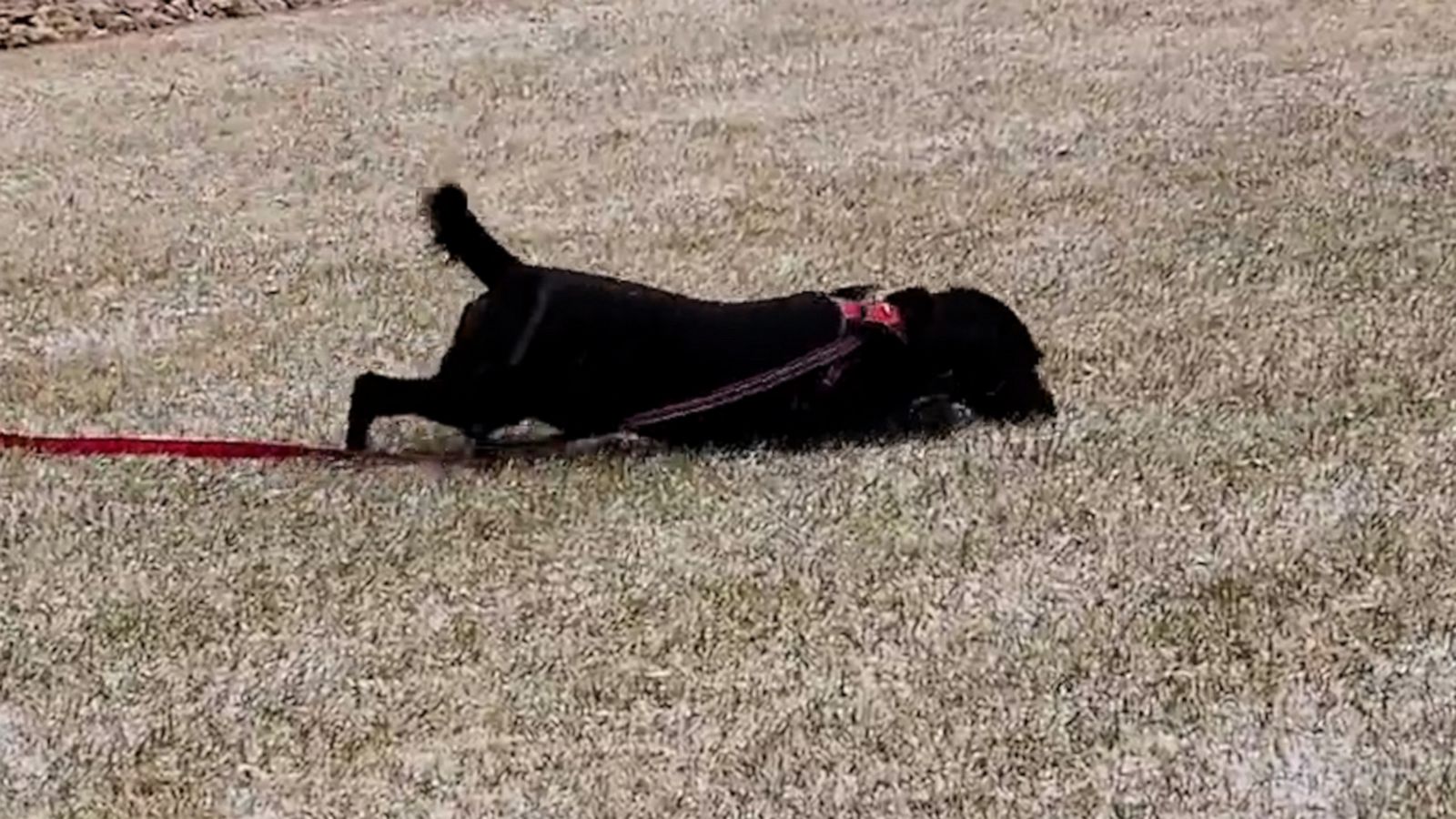 VIDEO: Dog finds creative way to scratch belly after winter storm