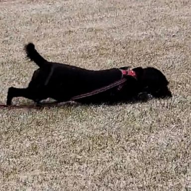 VIDEO: Dog finds creative way to scratch belly after winter storm