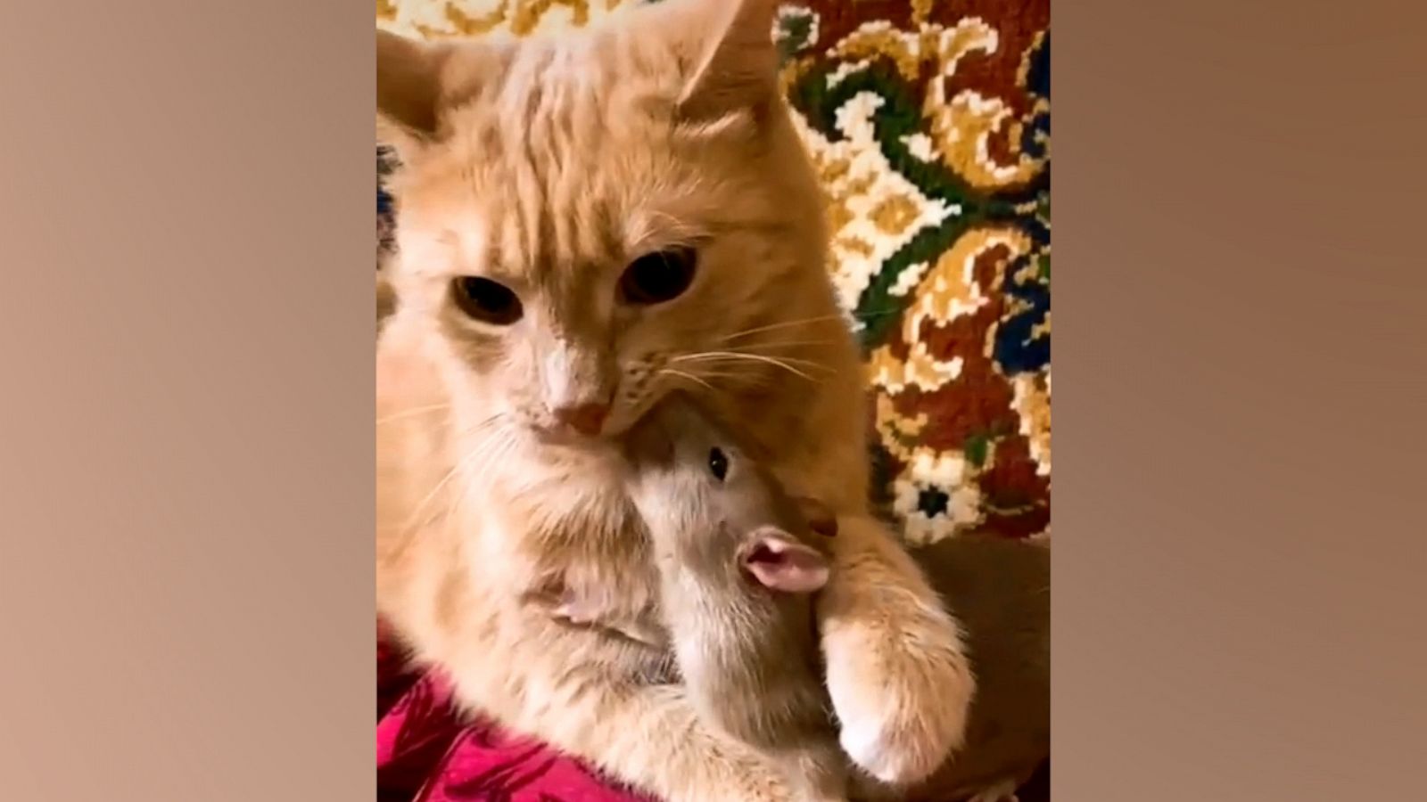 VIDEO: Cat and rat form incredible bond