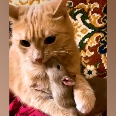 VIDEO: Cat and rat form incredible bond