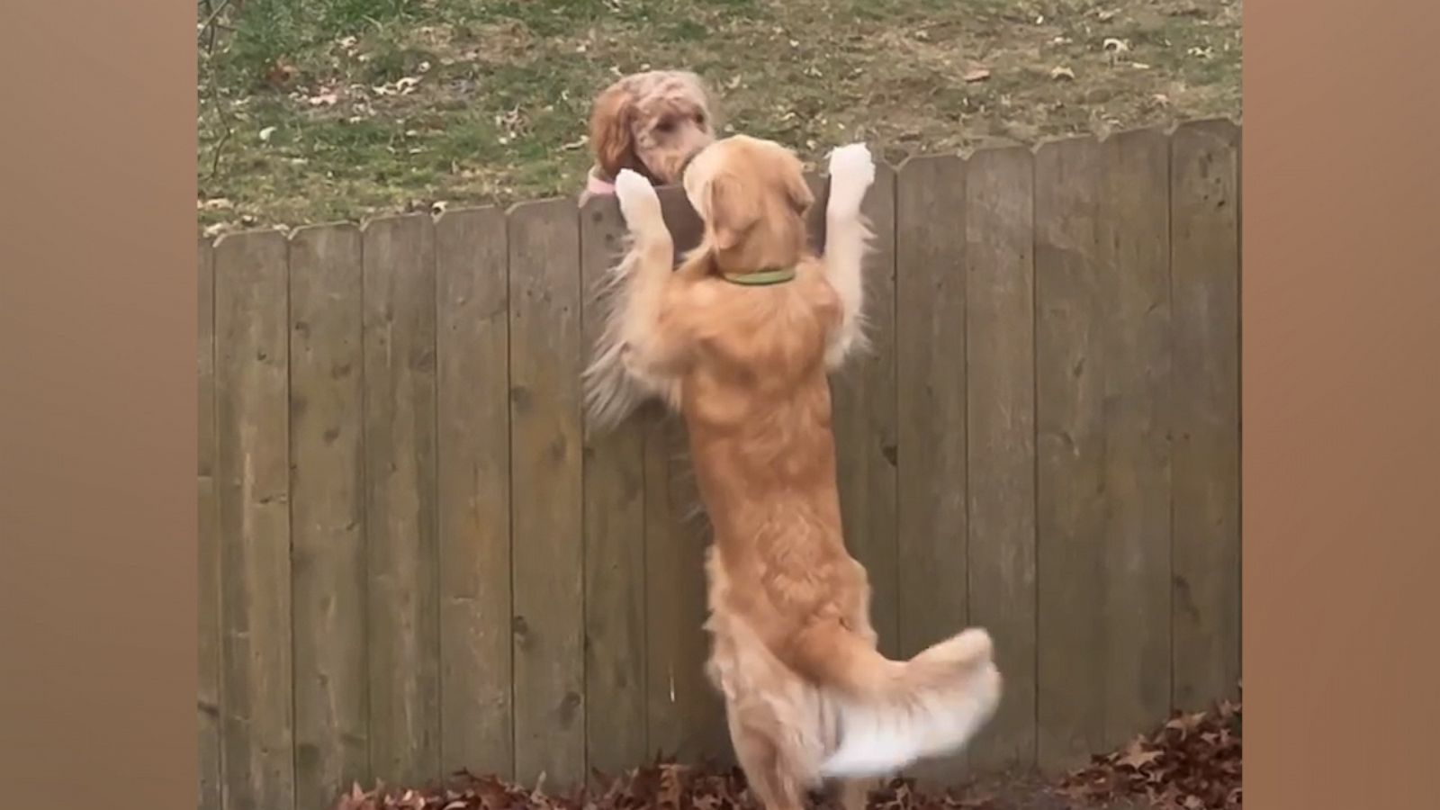 VIDEO: These 2 dogs have the cutest meetup spot