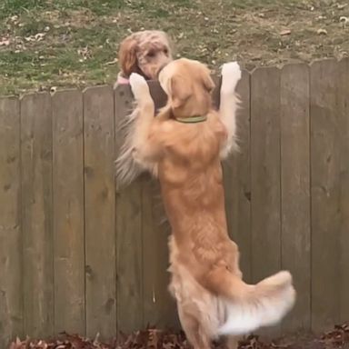 VIDEO: These 2 dogs have the cutest meetup spot