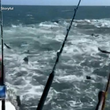 VIDEO: Shark feeding frenzy caught off coast of Louisiana