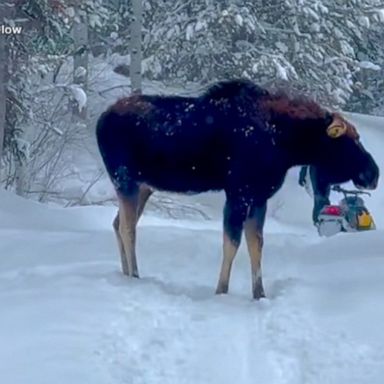 VIDEO: Family survives close encounter with moose