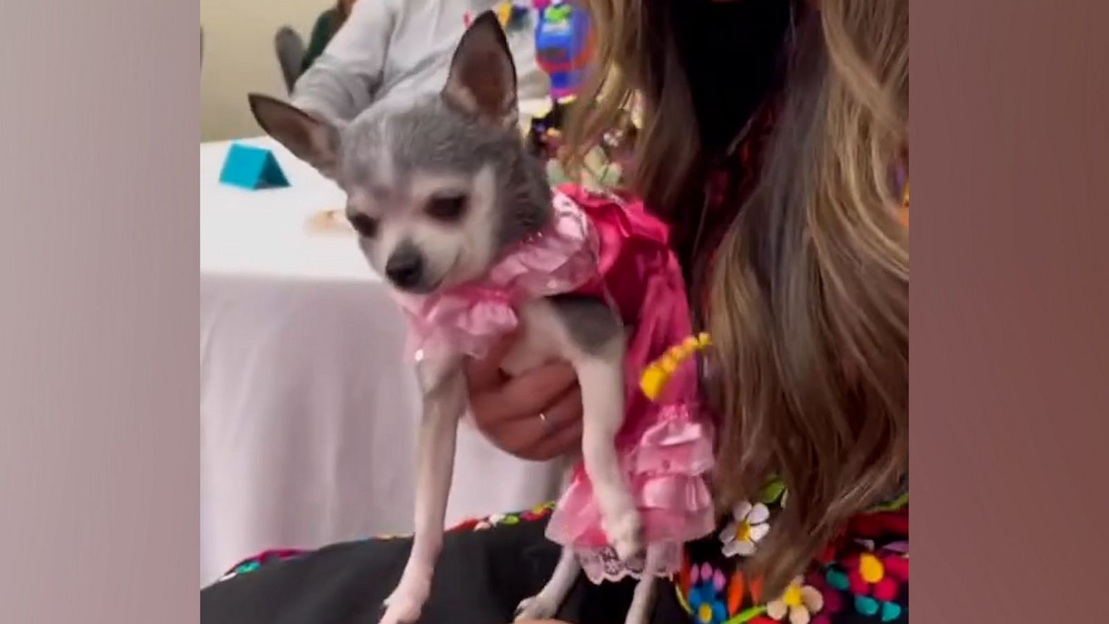 VIDEO: Dog has epic quinceañera