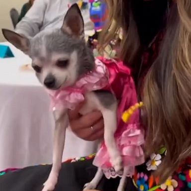 VIDEO: Dog has epic quinceañera