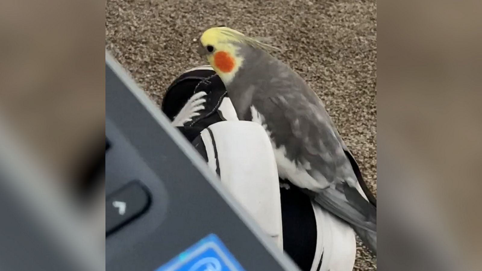 VIDEO: This cockatiel has ‘September’ stuck in his head and it’s adorable