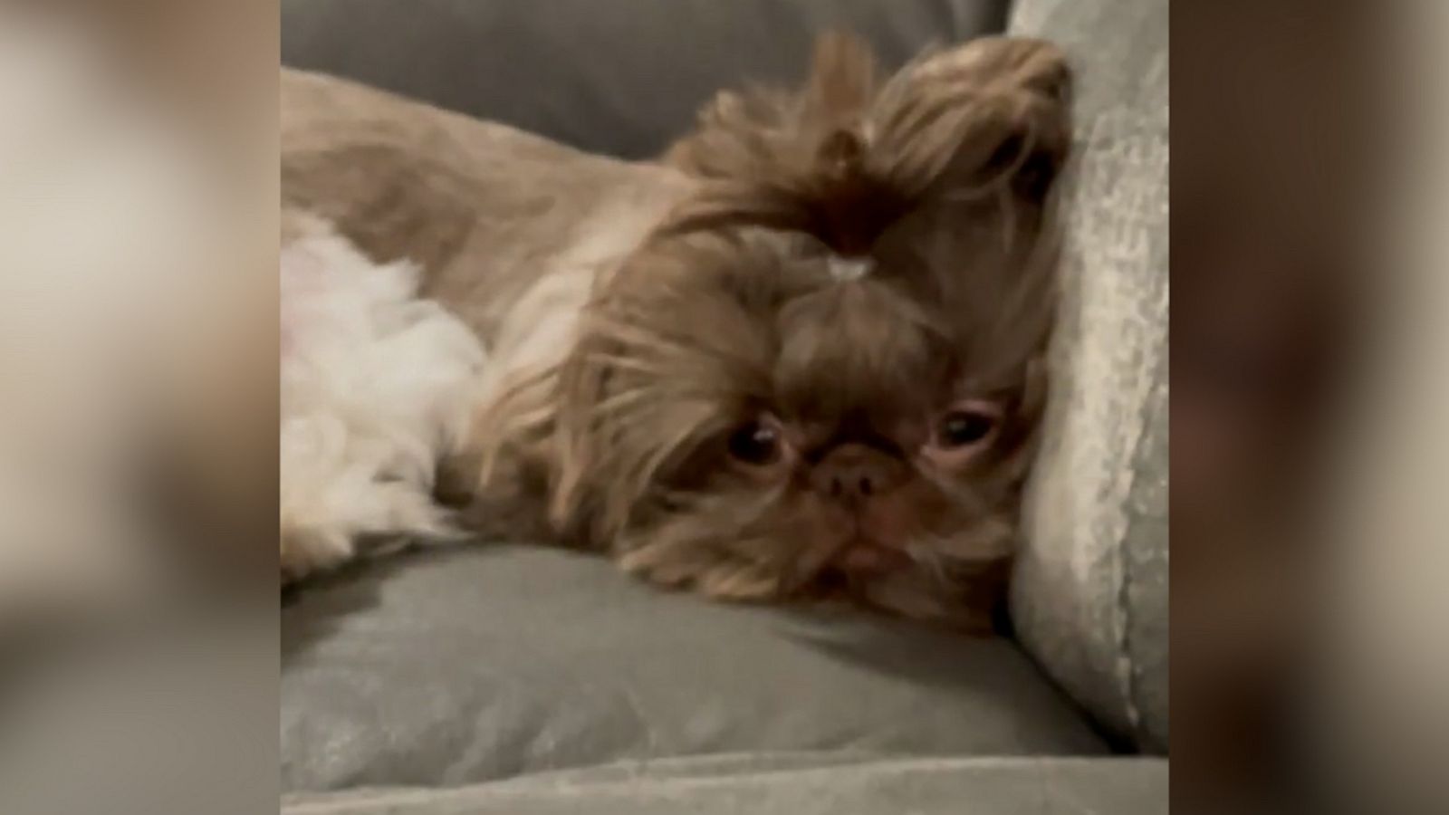 VIDEO: Dogs watch as new cat takes their spot on the couch