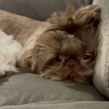 VIDEO: Dogs watch as new cat takes their spot on the couch