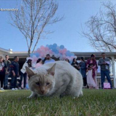 VIDEO: Cat photobombs gender reveal