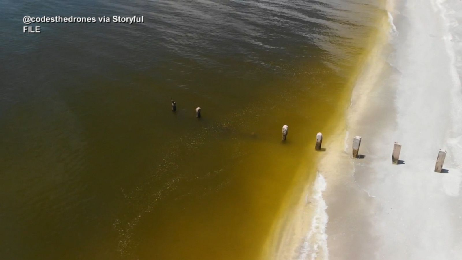 Annual toxic 'red tide' flareup returns in Florida Good Morning America