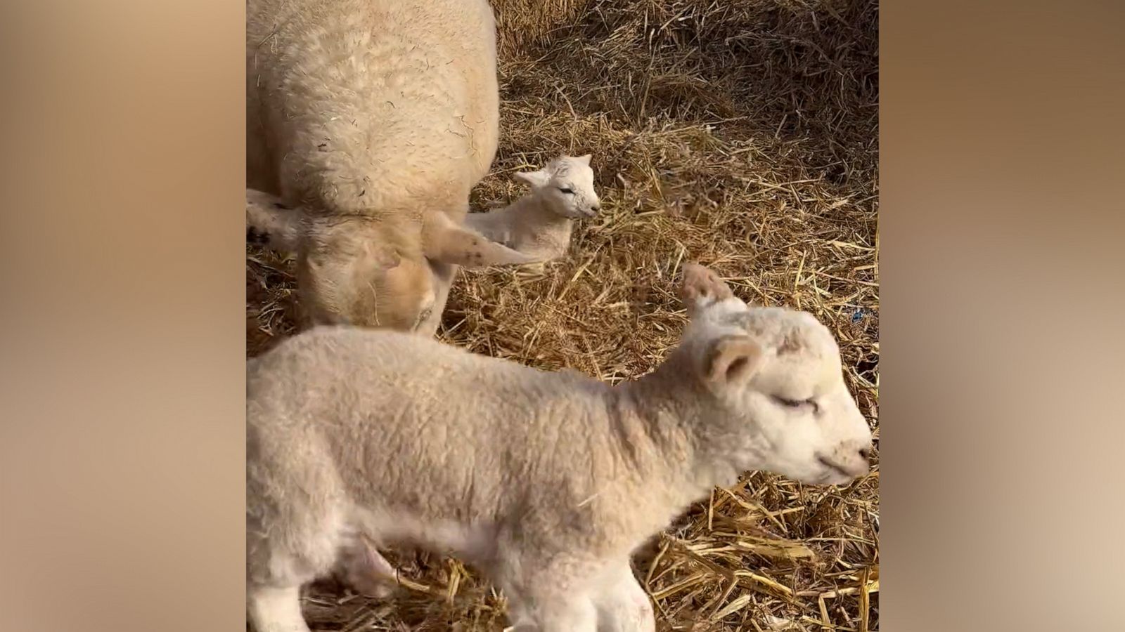 VIDEO: Watch newborn twin lambs having fun in the hay