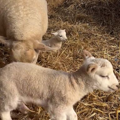 VIDEO: Watch newborn twin lambs having fun in the hay