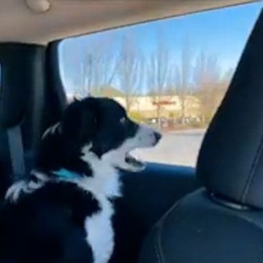 VIDEO: Dog hilariously ‘eats’ cars as they pass by 