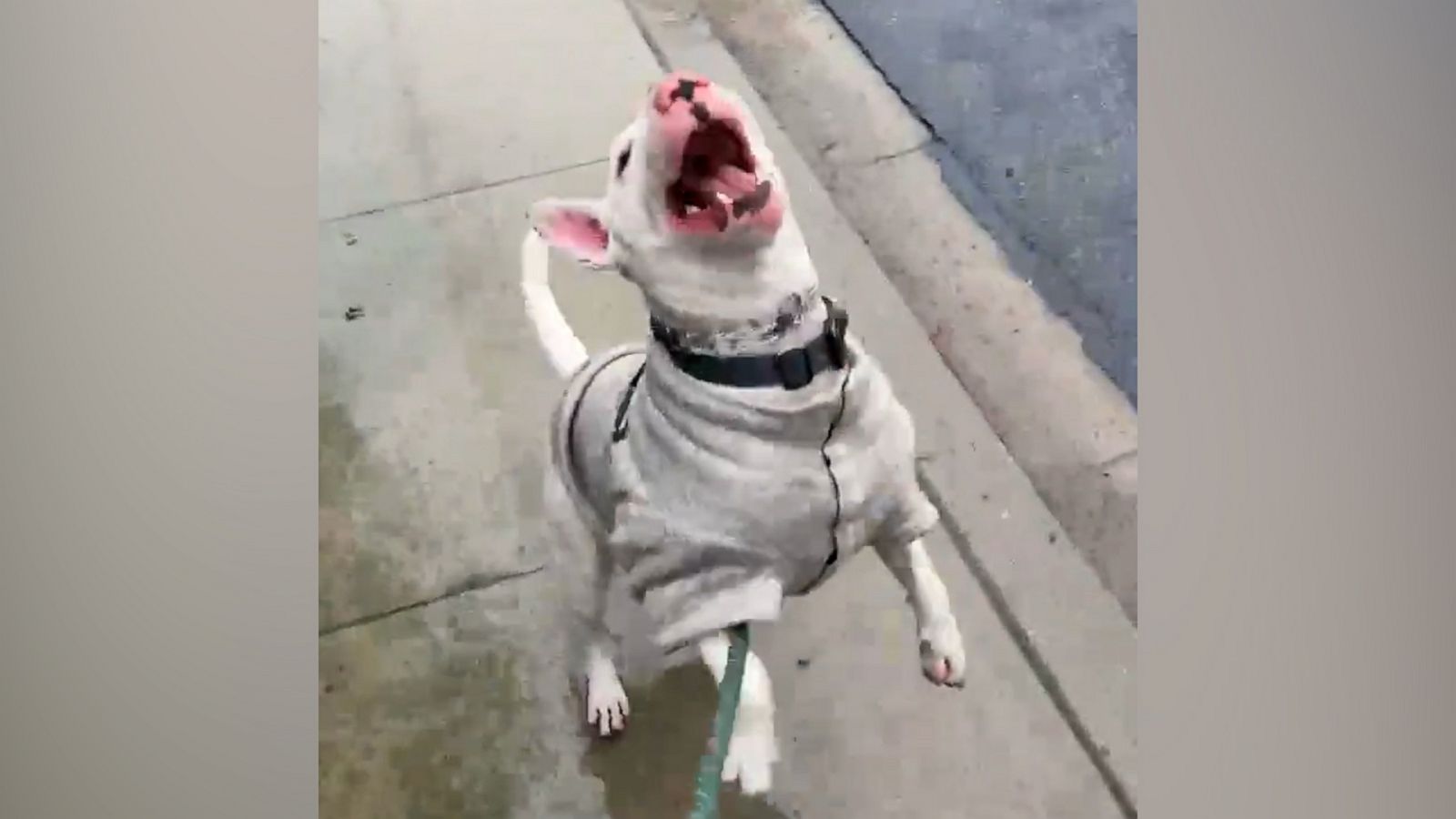 VIDEO: This dog’s reaction to rain gives us so much joy