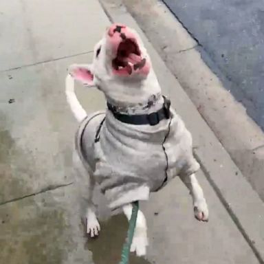 VIDEO: This dog’s reaction to rain gives us so much joy