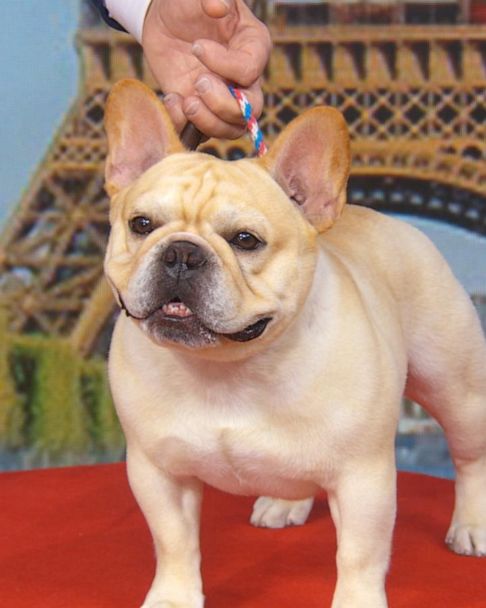 American Kennel Club announces most popular dog breeds - Good