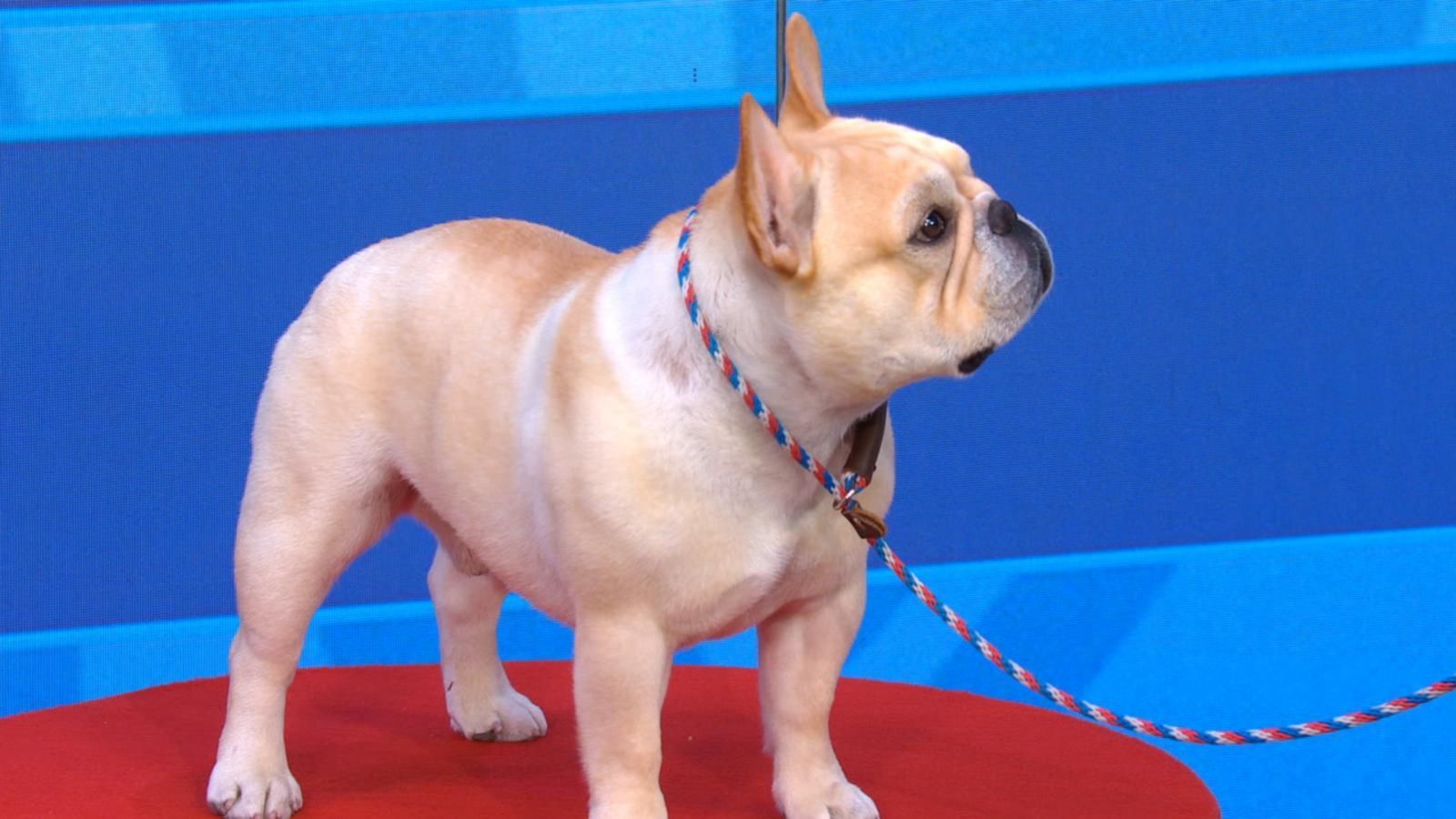 New top dog breed Good Morning America