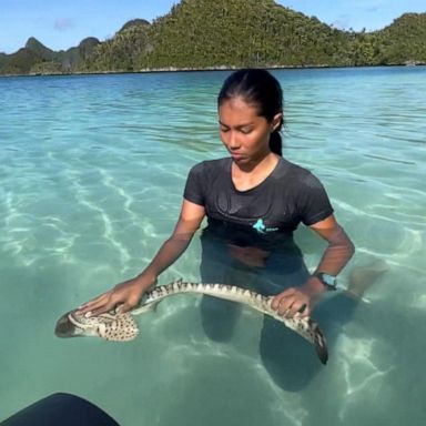 VIDEO: 'Rewilding' sharks into the ocean