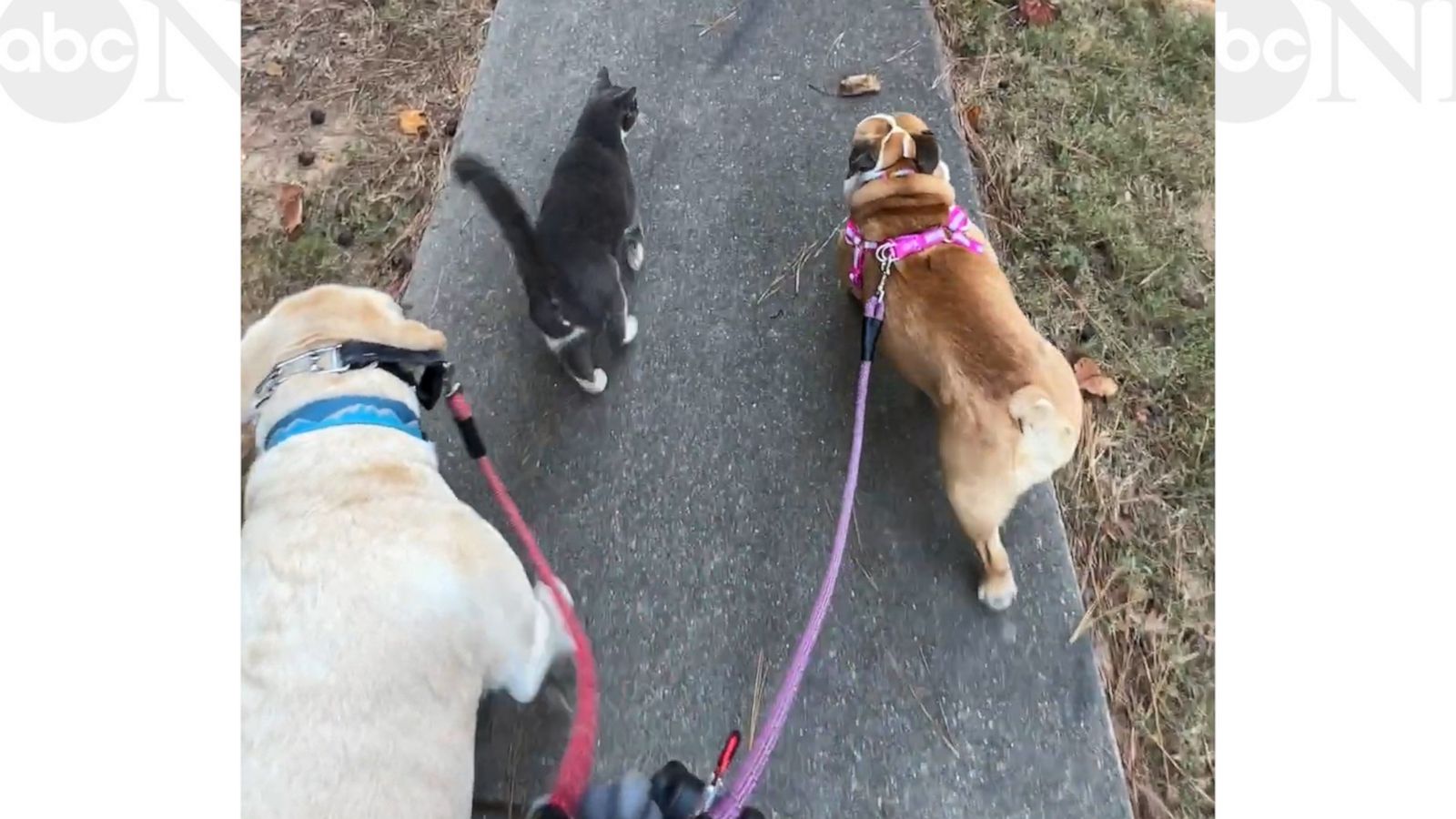 VIDEO: Outdoorsy cat loves to join neighbor's dogs on daily walks