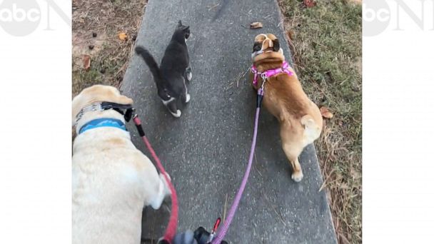 Outdoorsy cat loves to join neighbor's dogs on daily walks