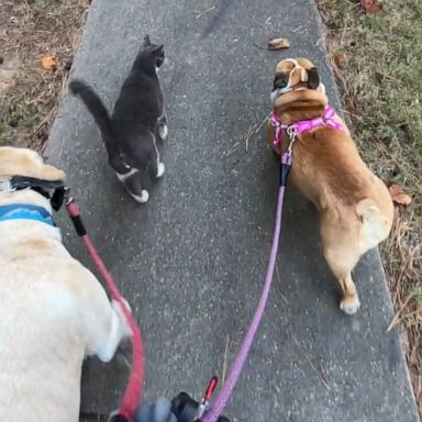 VIDEO: Outdoorsy cat loves to join neighbor's dogs on daily walks 