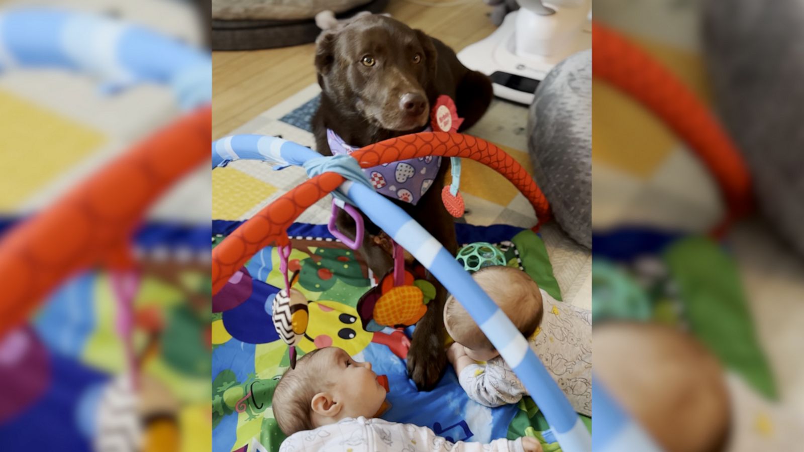 VIDEO: Genius dog helps parents raise twins by grabbing milk, blankets, diapers and toys