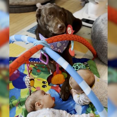 VIDEO: Genius dog helps parents raise twins by grabbing milk, blankets, diapers and toys 