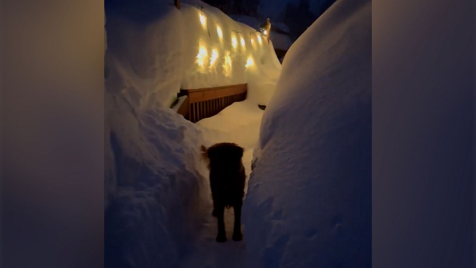 VIDEO: Dog leads owner through dreamy snow maze after huge winter storms