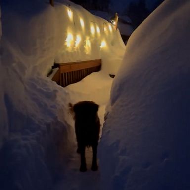 VIDEO: Dog leads owner through dreamy snow maze after huge winter storms