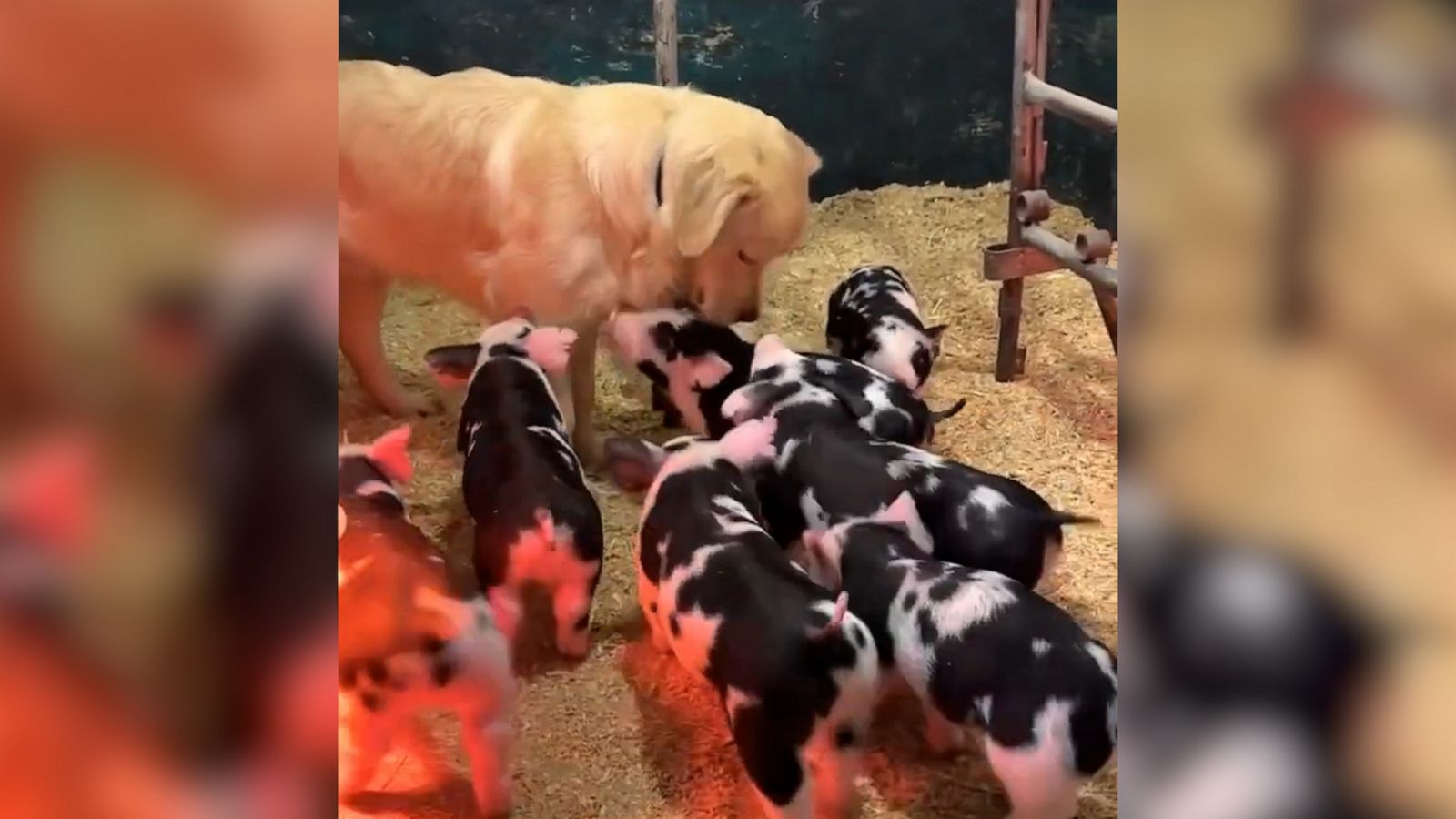 VIDEO: Golden retriever has cutest interaction with litter of piglets