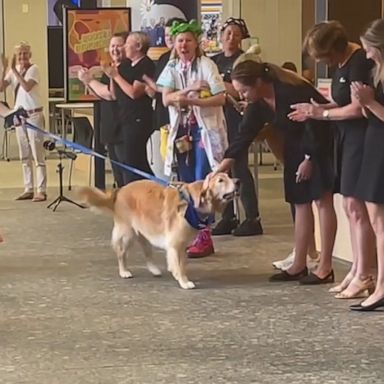 VIDEO: Retired therapy dog surprised with big farewell 