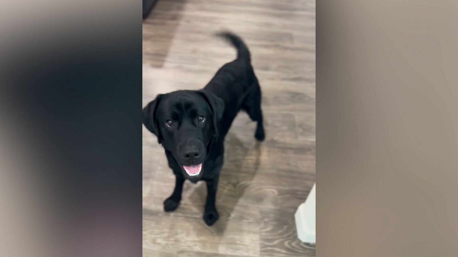 VIDEO: Black Labrador has cutest reaction when told he's going to see grandparents