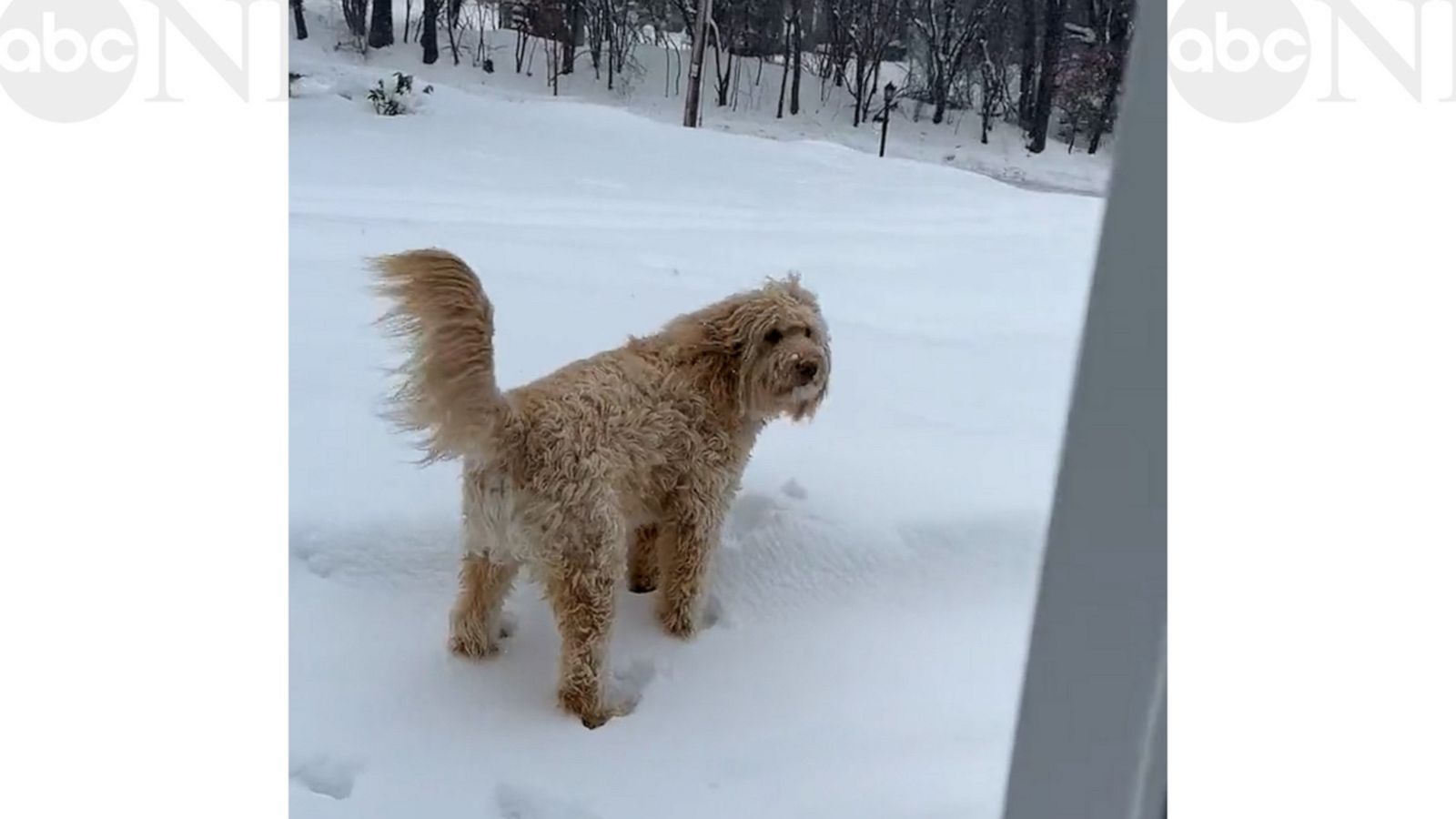 VIDEO: Dog quickly rethinks his decision to jump in the snow