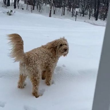 VIDEO: Dog quickly rethinks his decision to jump in the snow 