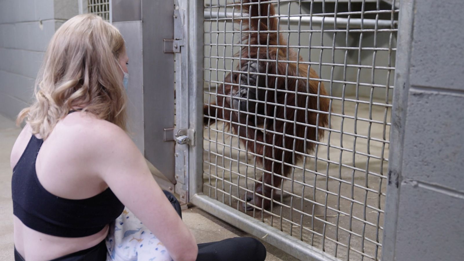 VIDEO: Orangutan learns to breastfeed by watching zookeeper breastfeed her son