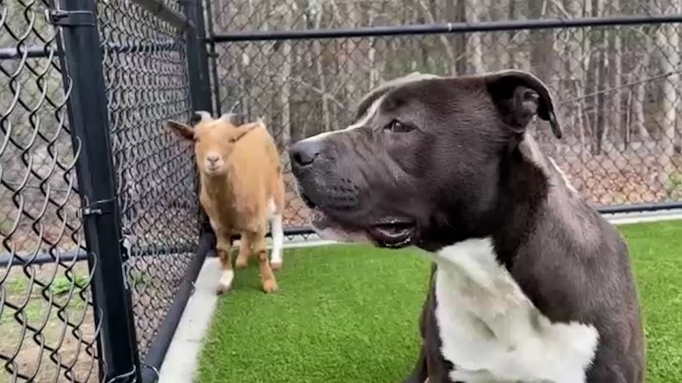 Dog and goat besties adopted together by North Carolina family | GMA