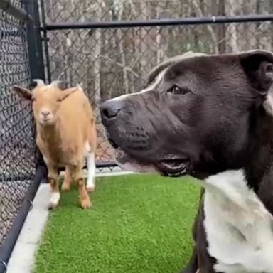 VIDEO: Dog and goat besties adopted together by North Carolina family